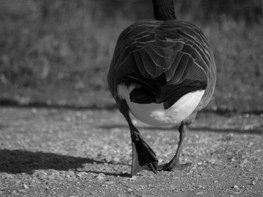 FAUNE